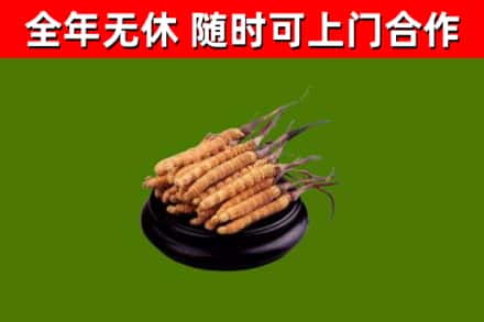 香坊烟酒回收冬虫夏草.jpg